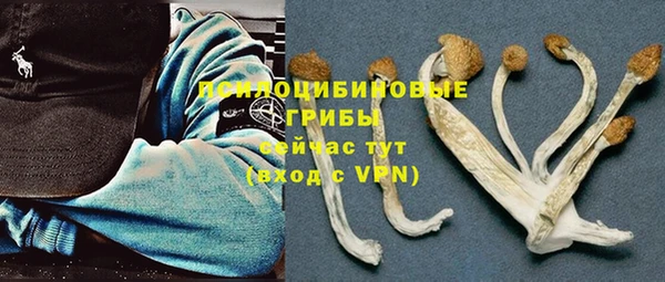 apvp Алзамай
